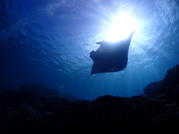 SeaJack divefamily （シージャック）に投稿された画像（2021/8/24）