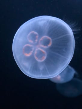 サンシャイン水族館に投稿された画像（2021/8/25）