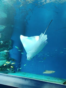 マクセル アクアパーク品川に投稿された画像（2021/8/25）