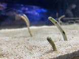 すみだ水族館に投稿された画像（2021/8/25）