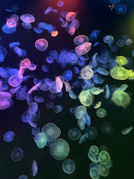 すみだ水族館に投稿された画像（2021/8/25）