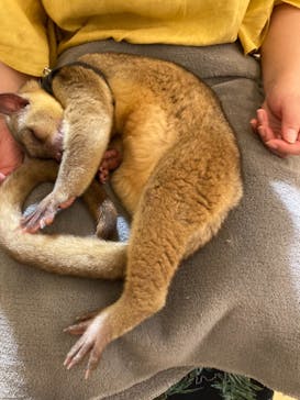 Moff animal cafe イオンモール幕張新都心店に投稿された画像（2021/8/25）