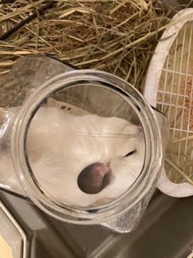 Moff animal cafe イオンモール幕張新都心店に投稿された画像（2021/8/25）