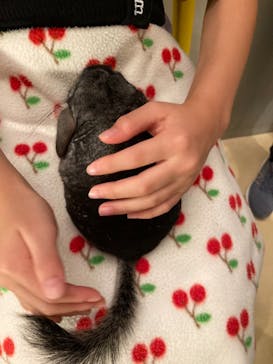 Moff animal cafe イオンモール幕張新都心店に投稿された画像（2021/8/25）