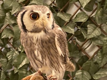 Moff animal cafe イオンモール幕張新都心店に投稿された画像（2021/8/25）