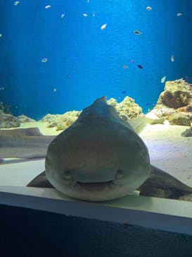 マクセル アクアパーク品川に投稿された画像（2021/8/25）