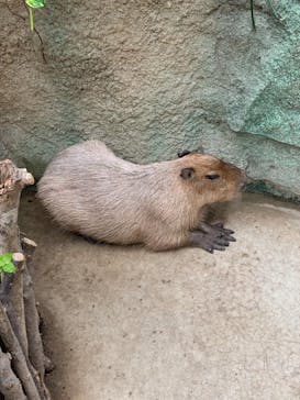 神戸どうぶつ王国に投稿された画像（2021/8/25）