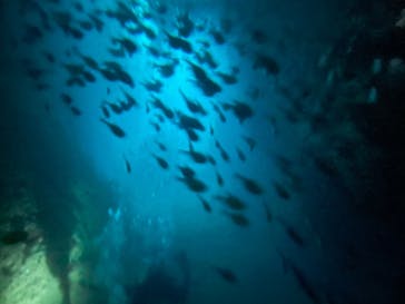 マリンクラブジジに投稿された画像（2021/8/25）