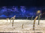 すみだ水族館に投稿された画像（2021/8/25）