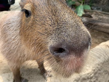 神戸どうぶつ王国に投稿された画像（2021/8/25）