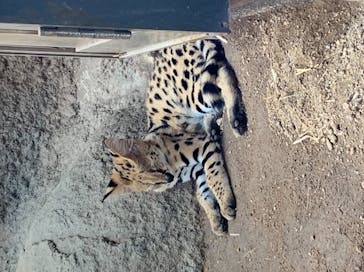 神戸どうぶつ王国に投稿された画像（2021/8/25）