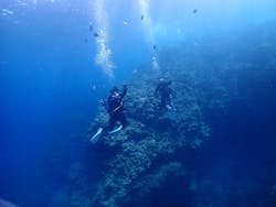 沖縄ダイビング 美ら海グーニーズに投稿された画像（2021/8/25）