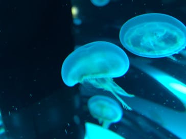 マクセル アクアパーク品川に投稿された画像（2021/8/25）