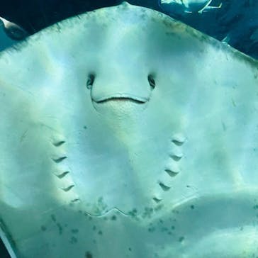 登別マリンパークニクスに投稿された画像（2021/8/25）