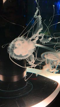 マクセル アクアパーク品川に投稿された画像（2021/8/25）