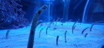 鳥羽水族館に投稿された画像（2021/8/25）