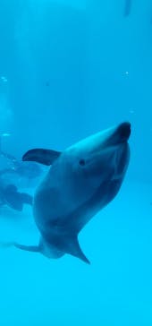 鳥羽水族館に投稿された画像（2021/8/25）