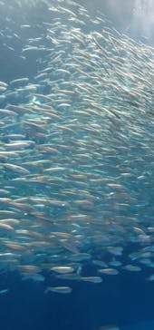 鳥羽水族館に投稿された画像（2021/8/25）