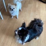 IPCわんわん動物園に投稿された画像（2021/8/26）