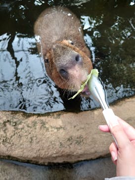 神戸どうぶつ王国に投稿された画像（2021/8/26）