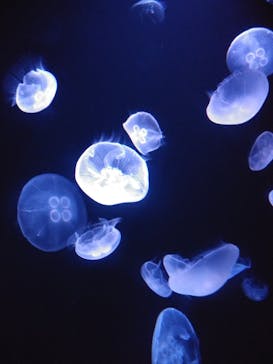 サンシャイン水族館に投稿された画像（2021/8/26）