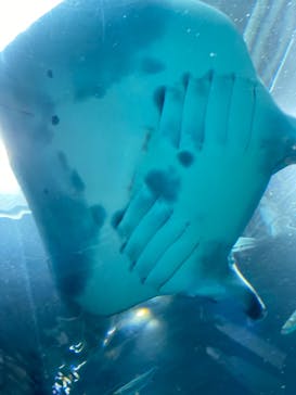 マクセル アクアパーク品川に投稿された画像（2021/8/26）