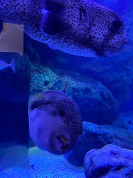 マクセル アクアパーク品川に投稿された画像（2021/8/26）