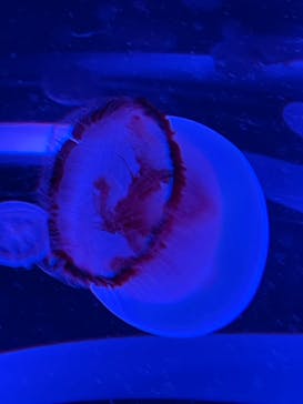 マクセル アクアパーク品川に投稿された画像（2021/8/26）