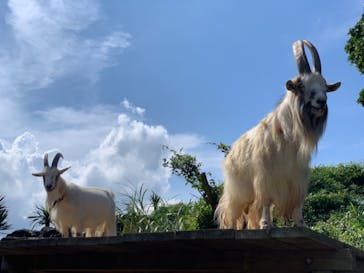 伊豆シャボテン動物公園に投稿された画像（2021/8/26）