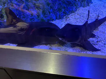 すみだ水族館に投稿された画像（2021/8/26）
