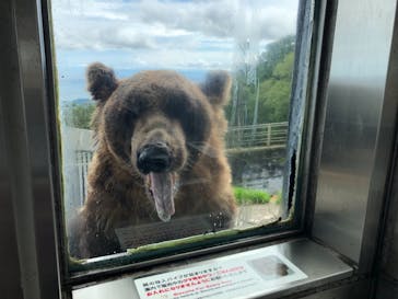 のぼりべつクマ牧場に投稿された画像（2021/8/26）