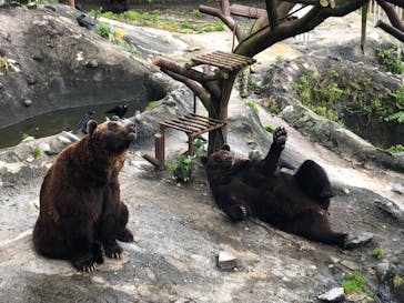 のぼりべつクマ牧場に投稿された画像（2021/8/26）