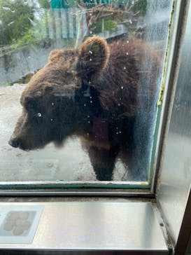 のぼりべつクマ牧場に投稿された画像（2021/8/26）