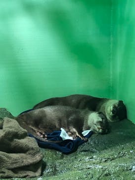 しながわ水族館に投稿された画像（2021/8/26）