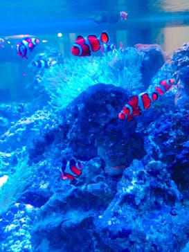 しながわ水族館に投稿された画像（2021/8/26）