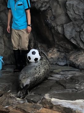 しながわ水族館に投稿された画像（2021/8/26）