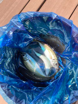 横浜・八景島シーパラダイスに投稿された画像（2021/8/26）