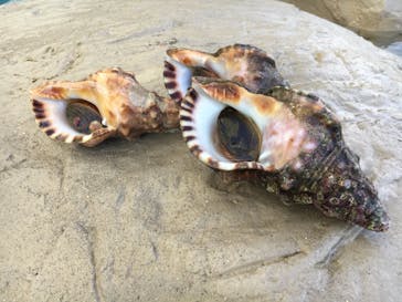 志摩市浜島磯体験施設 海ほおずきに投稿された画像（2021/8/26）