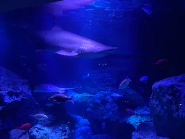 すみだ水族館に投稿された画像（2021/8/26）
