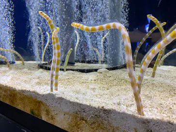 すみだ水族館に投稿された画像（2021/8/26）