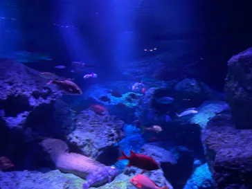 すみだ水族館に投稿された画像（2021/8/26）