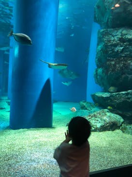 マクセル アクアパーク品川に投稿された画像（2021/8/27）