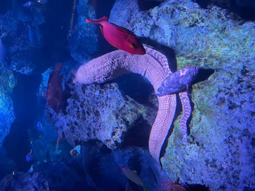 すみだ水族館に投稿された画像（2021/8/27）