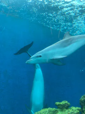横浜・八景島シーパラダイスに投稿された画像（2021/8/27）