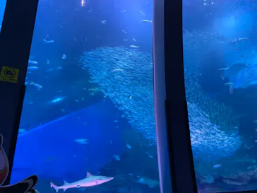 横浜・八景島シーパラダイスに投稿された画像（2021/8/27）