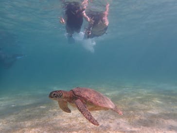 宮古島 ADVENTURE PiPi（ミヤコジマ アドベンチャー ピピ）に投稿された画像（2021/8/27）