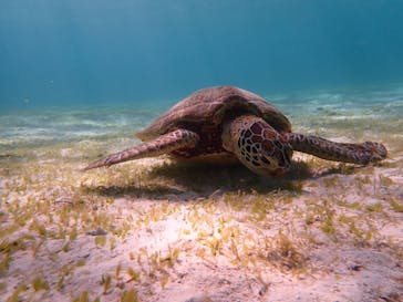 宮古島 ADVENTURE PiPi（ミヤコジマ アドベンチャー ピピ）に投稿された画像（2021/8/27）