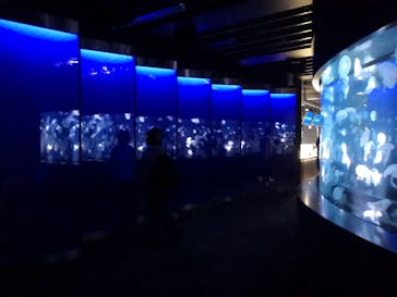 京都水族館に投稿された画像（2021/8/27）