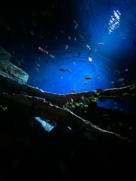 サンシャイン水族館に投稿された画像（2021/8/27）