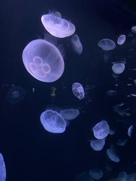 サンシャイン水族館に投稿された画像（2021/8/27）